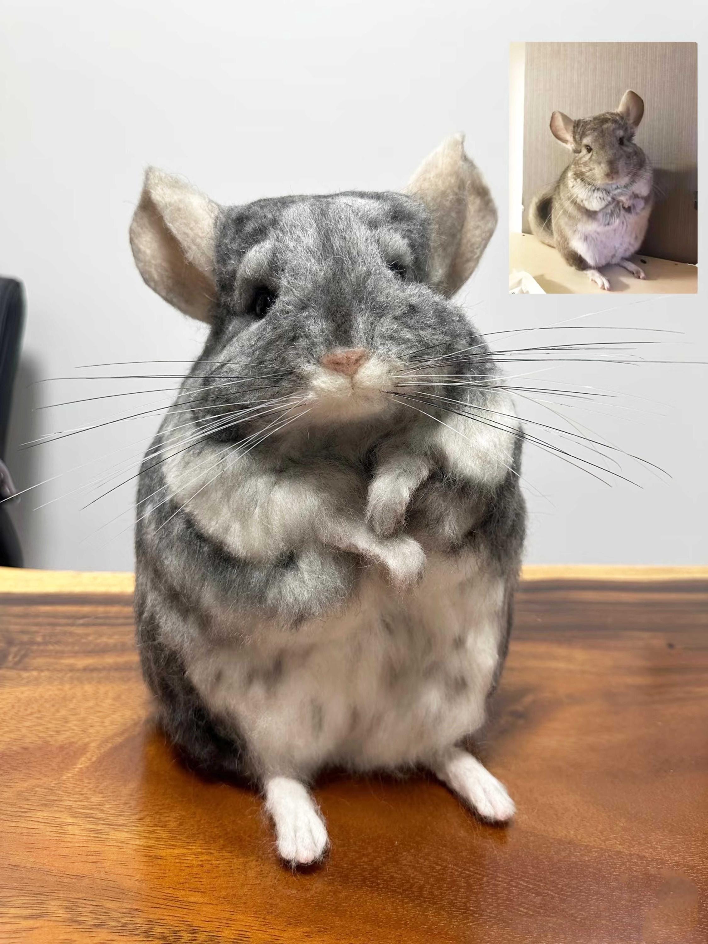 Chinchillas Cashmere Cashmere And Velvet Littlest Pet Shop Black