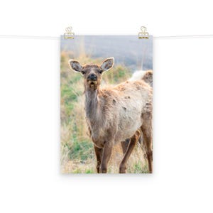 First Light – Wildlife Fine Art Elk Poster