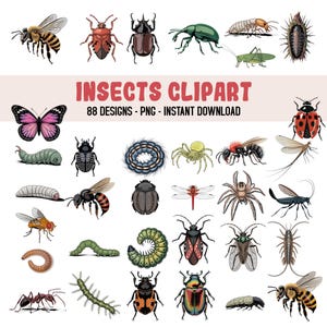 Insect Clipart Bundle, 88 High-Quality PNG Designs, Colorful Bugs, Dragonfly, Butterfly, Bee, Spider, Beetle, Ant, Realistic Insect Clipart