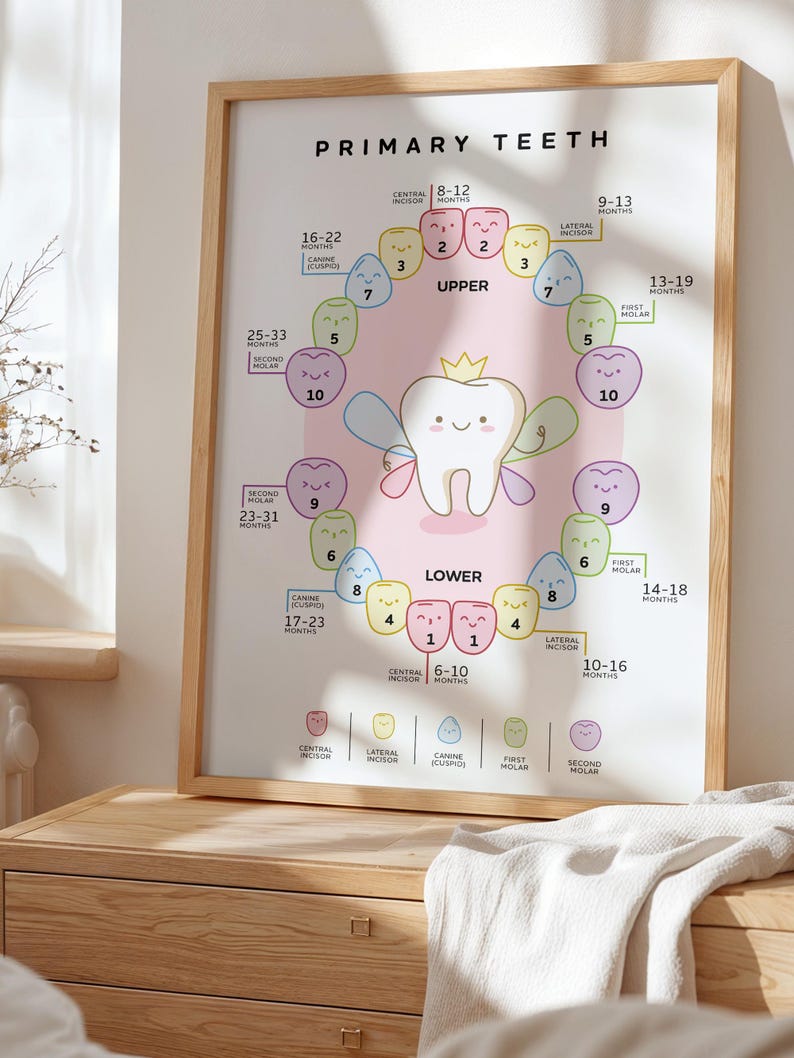 Label Tooth Child Primary Teeth Poster for Kids | Baby Tooth Chart Printable | Dental ...