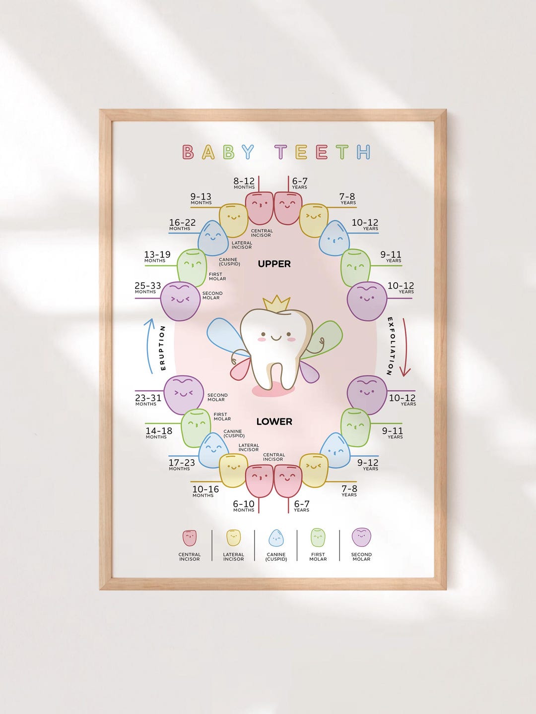 Baby Teeth Poster for Kids, Tooth Chart Classroom Decor, Dental Clinic ...