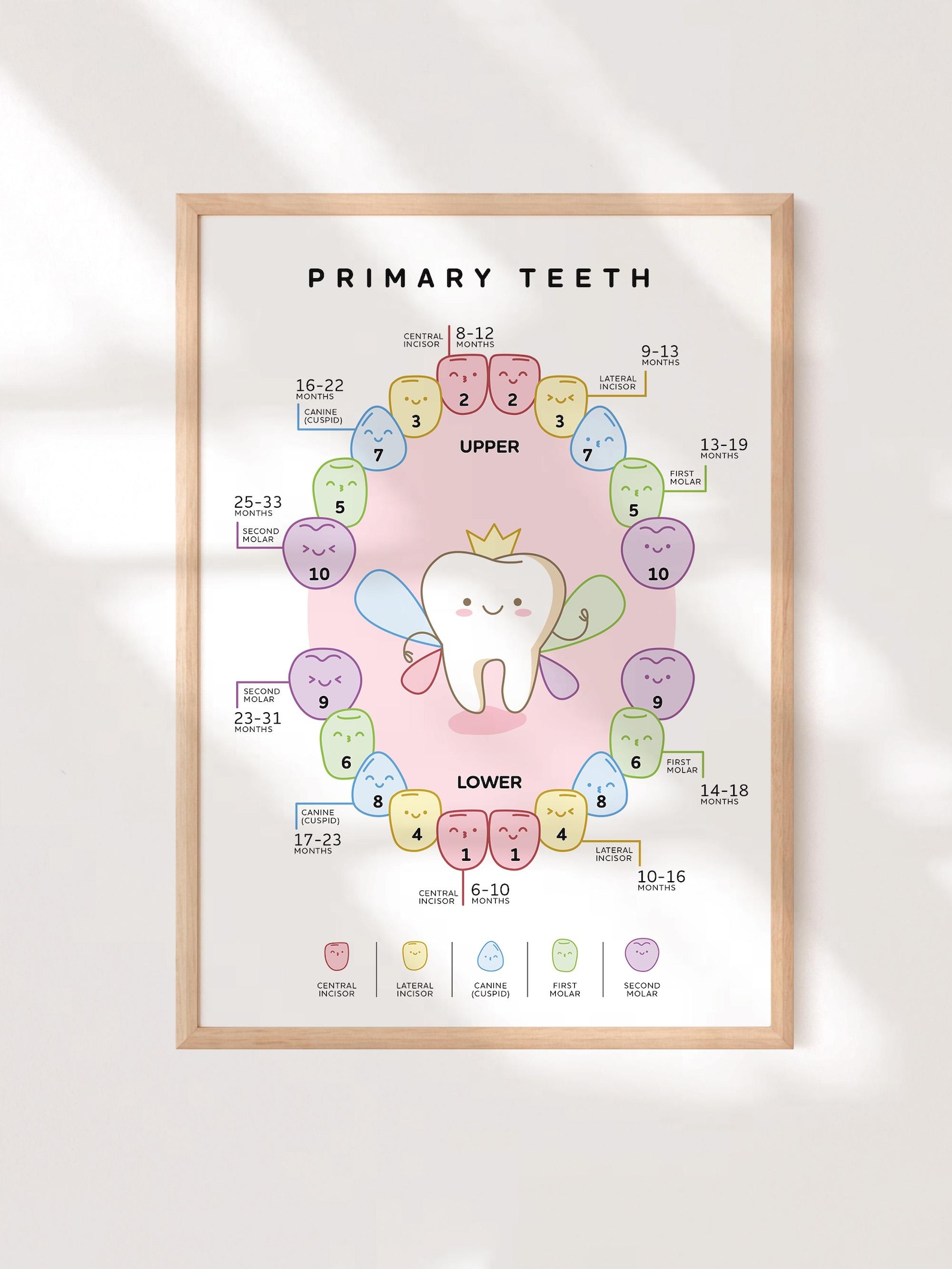 Primary Teeth Poster for Kids, Tooth Chart Classroom Decor, Dental ...