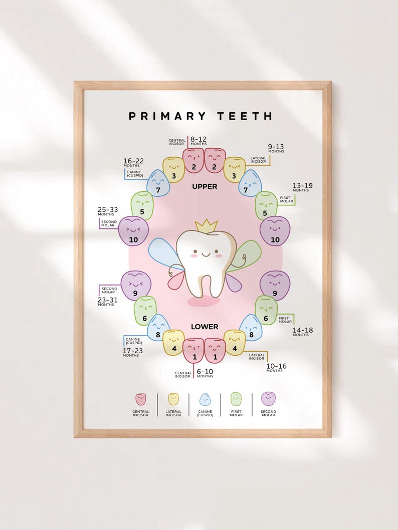 Primary Teeth Poster for Kids | Baby Tooth Chart Printable | Dental ...