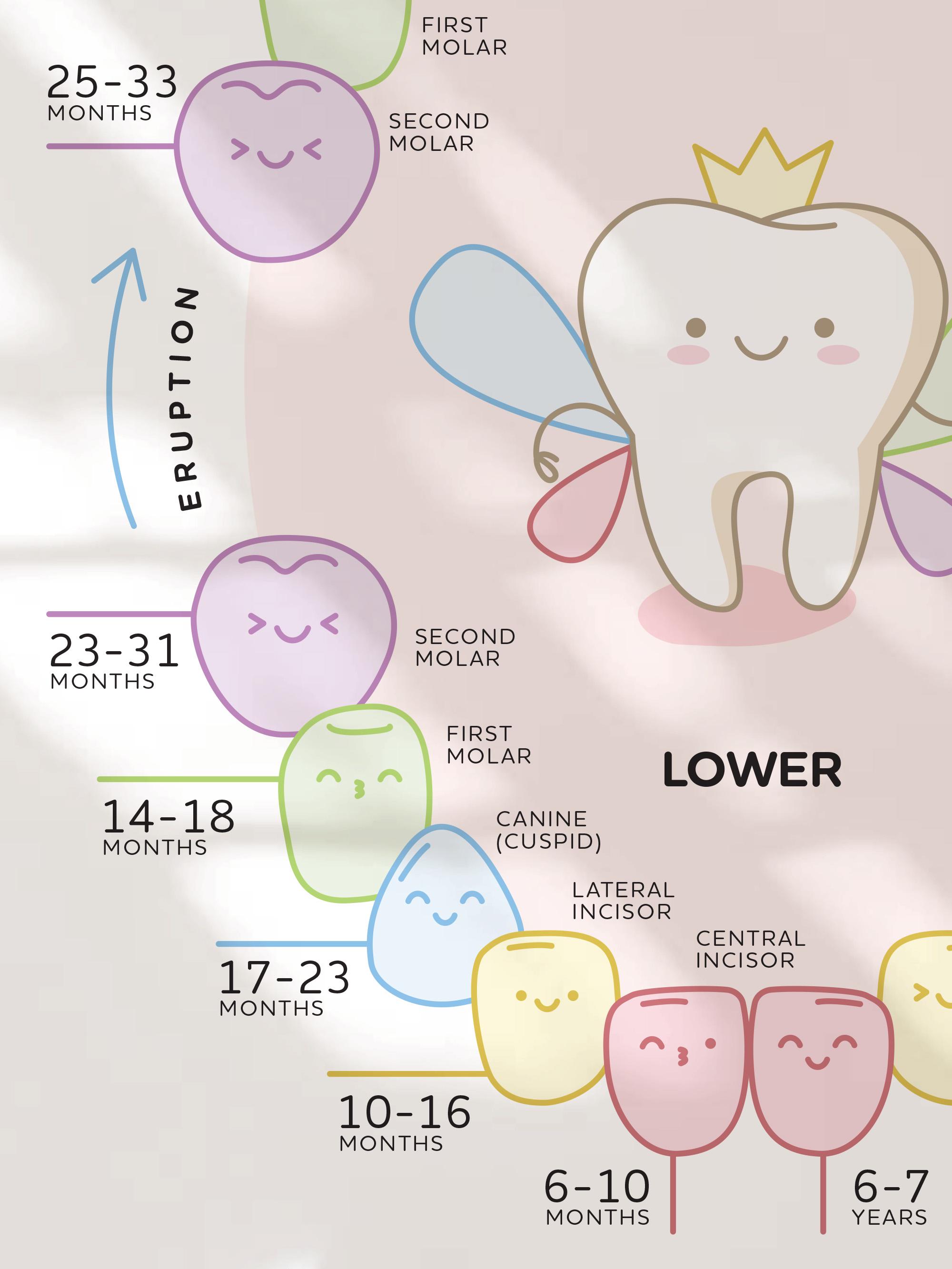 Baby Teeth Poster for Kids, Tooth Chart Classroom Decor, Dental Clinic ...