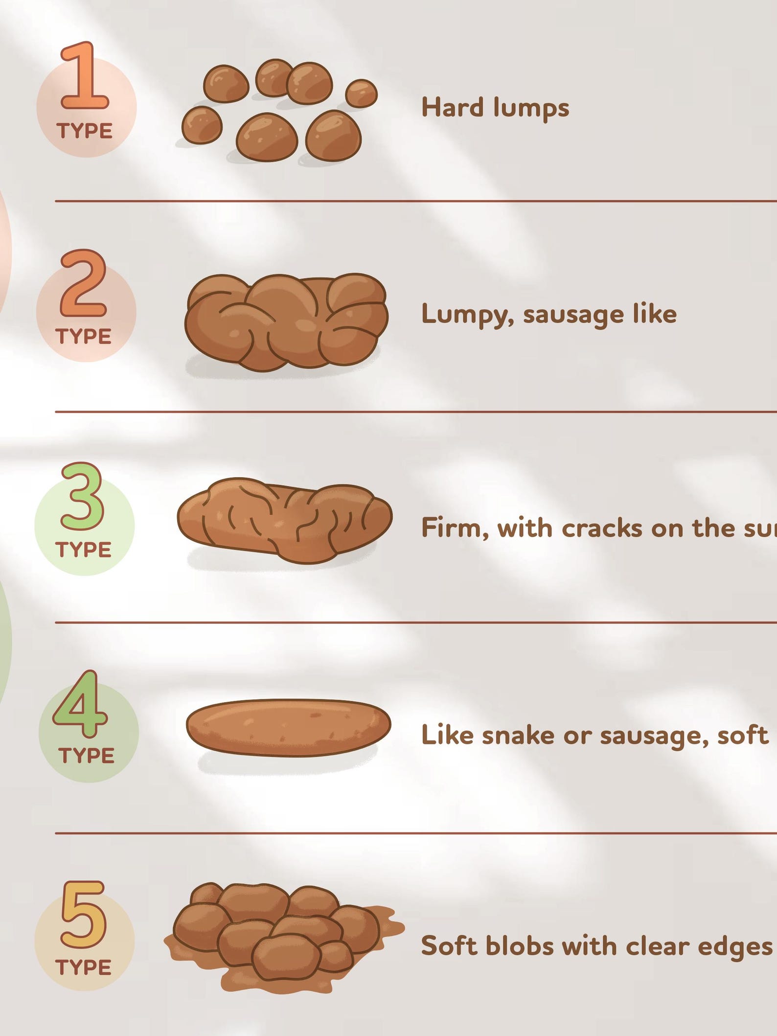 Bristol Stool Scale Poster, Medical Human Anatomy Wall Art, Funny Poop ...