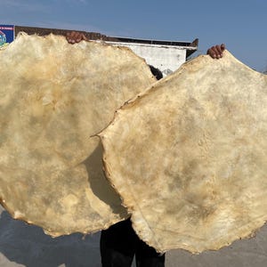 May include: Two large, circular, semi-translucent sheets of raw, dried animal hide. The surfaces are uneven, featuring a pale, off-white to beige coloration with natural variations in texture and thickness across the irregular, jagged edges.