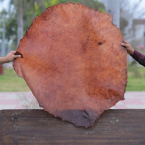 May include: A large, round piece of tanned leather, with a reddish-brown color and a textured surface. The leather is being held by two people.