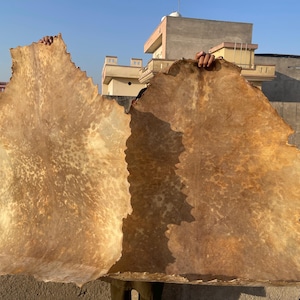 鹿皮 36 インチ (80 cm)、メガマザードラムまたはシャーマンドラム用の鹿皮。