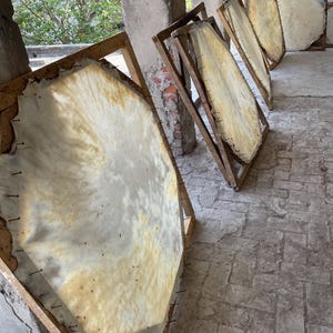 Puede incluir: Varias pieles de animales, probablemente para cuero, estiradas sobre marcos de madera. Las pieles muestran una mezcla de tonos blanquecinos y beige, con texturas visibles. Los marcos están apoyados contra una estructura de ladrillo y hormigón.