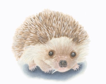 Hedgehog/ PET / Natural Science ILLUSTRATION/ Childrens Art/ Archival Giclee Print