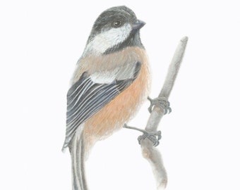 Black - capped Chickadee/BIRD ILLUSTRATION/Archival Giclee Print/Ornithology,Conservation/Black-White-Gray-Rust