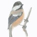 see more listings in the BIRD ILLUSTRATIONS section