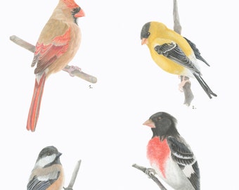 Songbirds/BIRD ILLUSTRATION/Archival Giclee Print/Northern Cardinal/American Goldfinch/Black Capped Chickadee/Rose Breasted Grosbeak