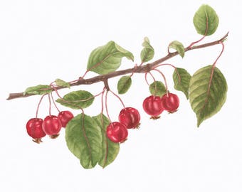 Crabapple/BOTANICAL ILLUSTRATION/Archival Giclee/Food Art/Red,Green