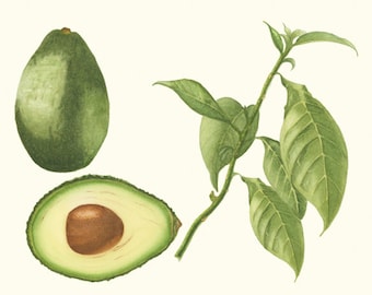 Avocado/ BOTANICAL-FOOD ILLUSTRATION/Archival Giclee Print/Green