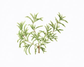 Rosemary/ BOTANICAL ILLUSTRATION/Food Illustration/Herb/Archival Giclee Print/Green