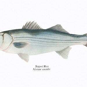 May include: A detailed illustration of a striped bass, also known as a rockfish, with a white body and dark stripes. The fish is swimming to the right with its mouth slightly open. The illustration is labeled "Striped Bass Morone saxatilis".