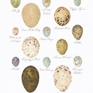 BIRD EGGS Illustration/ Botanical/ Art Print/Ornithology/Nature