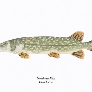 Fish Illustration/Northern Pike/ GICLEE PRINT/Ichthyology/Green