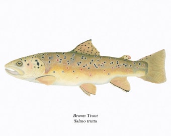 Brown Trout/ FISH ILLUSTRATION/Archival Giclee Print/Conservation Art