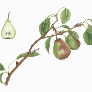 May include: A watercolor painting of a pear branch with three pears and one pear cut in half. The pears are green with a reddish brown blush. The leaves are green and the branch is brown.