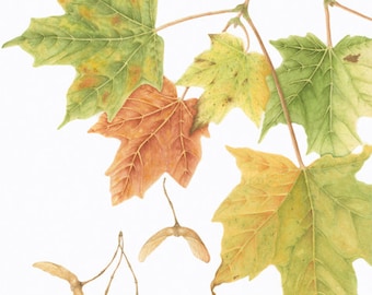Sugar Maple/ BOTANICAL Illustration/Giclee Print/Fall Colors