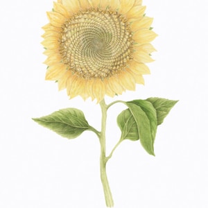 May include: A watercolor illustration of a sunflower with a yellow center and yellow petals. The sunflower is on a green stem with two green leaves. The text "Sunflower" and "Helianthus annus" is written below the sunflower.