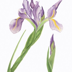 Iris/BOTANICAL ILLUSTRATION/Giclee Archival Print/Flower/Purple,Green