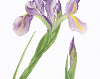 Iris/BOTANICAL ILLUSTRATION/Giclee Archival Print/Flower/Purple,Green