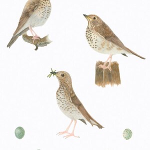 Bicknell's Thrush/BIRD ILLUSTRATION/Archival Giclee Print/Ornithology, Conservation/Browns image 1