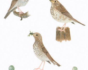 Bicknell's Thrush/BIRD ILLUSTRATION/Archival Giclee Print/Ornithology, Conservation/Browns