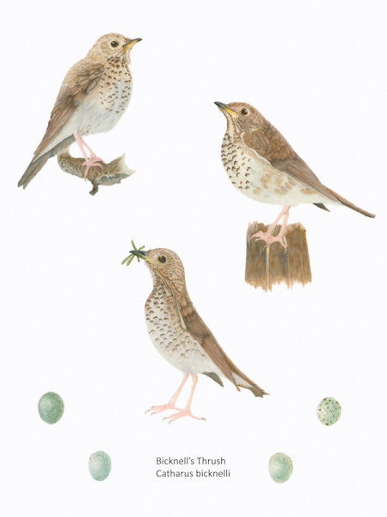 Bicknell's Thrush/BIRD ILLUSTRATION/Archival Giclee Print/Ornithology, Conservation/Browns image 1