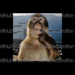 Puede incluir: Un mono pensativo con pelaje marrón claro y cara y manos marrones oscuras. El mono se lleva la mano a la boca, como si estuviera pensativo. El fondo muestra una masa de agua y algunos edificios.