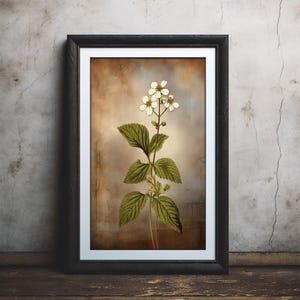 Flores botánicas blancas, ilustración de plantas vintage, decoración de pared retro para su hogar, gran idea de regalo, excelente calidad de impresión #063