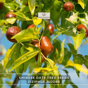 Chinese Date Tree Seeds – Ziziphus Jujube – Hardy, Fast-Growing, Edible Fruit, Ornamental Foliage