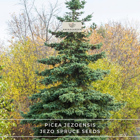 Picea Jezoensis Jezo Spruce Seeds  Fast-growing Evergreen for Bonsai &  Landscapes - Etsy