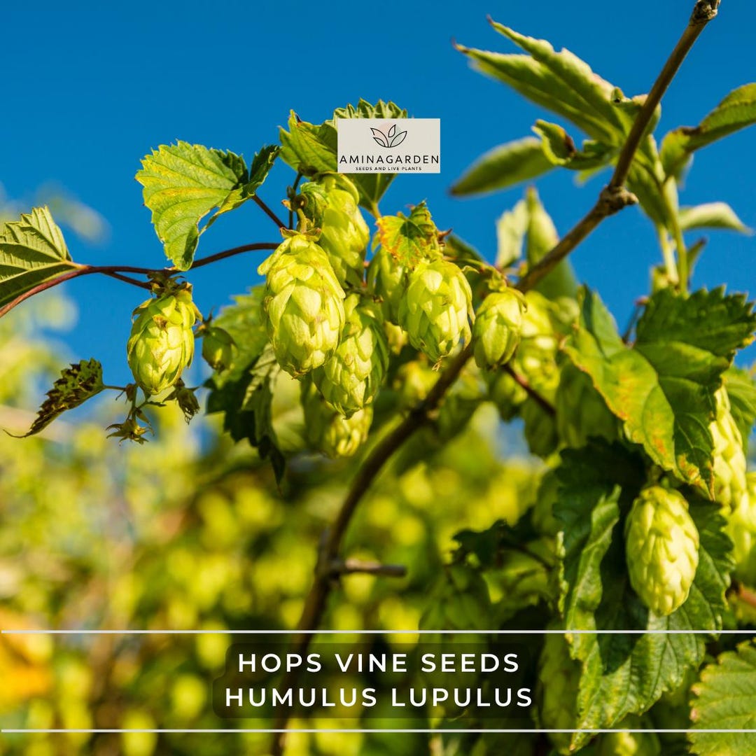 Hops Vine Seeds – Humulus Lupulus, Fast-growing Hardy Perennial Edible ...