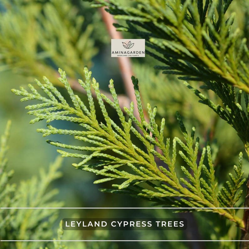AminaGarden Leyland Cypress Trees - Thumbnail 2
