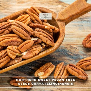 May include: A wooden scoop filled with brown pecan nut halves, labeled with the text AMINAGARDEN and NORTHERN PECAN TREE SEEDS CARYA ILLINOINENSIS. The nuts have a textured, ridged surface and are scattered around the scoop on a wooden surface.