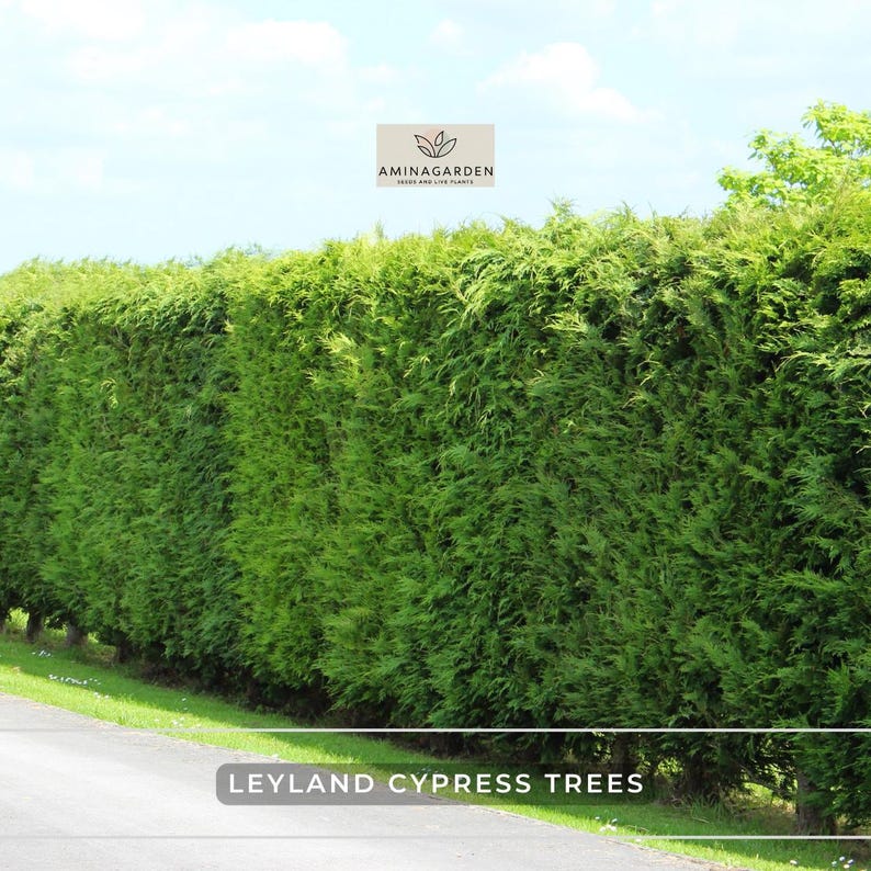 AminaGarden Leyland Cypress Trees - Thumbnail 5