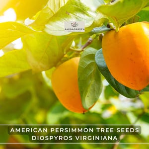 American Persimmon Tree Seeds – Diospyros Virginiana | Hardy Tree with Edible Sweet Fruit & Showy Fall Color