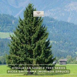 May include: A tall, green Himalayan spruce tree stands prominently in a field, with a backdrop of rolling hills and mountains. The image includes the text "Himalayan Spruce Tree Seeds Picea Smithiana (Morinda Spruce)" and the Aminagarden logo.