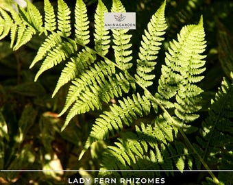 5 Lady Fern Rhizomes - Athyrium Filix-Femina - Live Bare Root Perennial Shade Plant