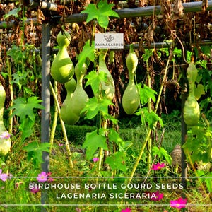 Birdhouse Bottle Gourd Seeds – Lagenaria Siceraria
