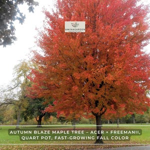 May include: A vibrant Autumn Blaze maple tree with fiery red and orange leaves. The tree is in a quart pot and is fast-growing. The image includes the text "AMINAGARDEN" and "AUTUMN BLAZE MAPLE TREE - ACER X FREEMANII, QUART POT, FAST-GROWING FALL COLOR."