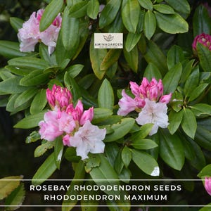 Rosebay Rhododendron Seeds – Rhododendron Maximum – Showy Evergreen Flowering Shrub