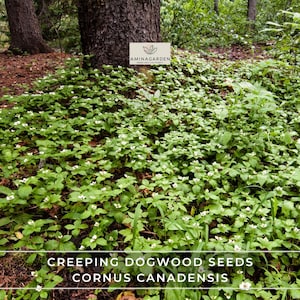 May include: A lush ground cover of creeping dogwood plants with small white flowers and green leaves. The image includes the text "CREEPING DOGWOOD SEEDS CORNUS CANADENSIS" and a sign that reads "AMINAGARDEN". The plants are growing in a forest setting.