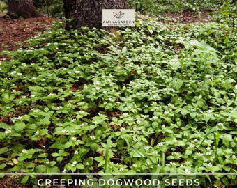 Creeping Dogwood Seeds – Cornus Canadensis | Bunchberry Groundcover, Showy Flowers and Edible Berries, Native & Hardy