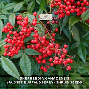 Shepherdia canadensis (Russet Buffaloberry) Shrub Seeds – Edible, Hardy, Fast-Growing