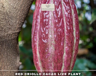 May include: A vibrant red Criollo cacao pod hanging from a tree branch. The pod features a textured, elongated shape with deep vertical ridges. A white label with the text AMINAGARDEN is visible, and the text RED CRIOLLO CACAO LIVE PLANT THEOBROMA CHOCOLATE is printed at the bottom.